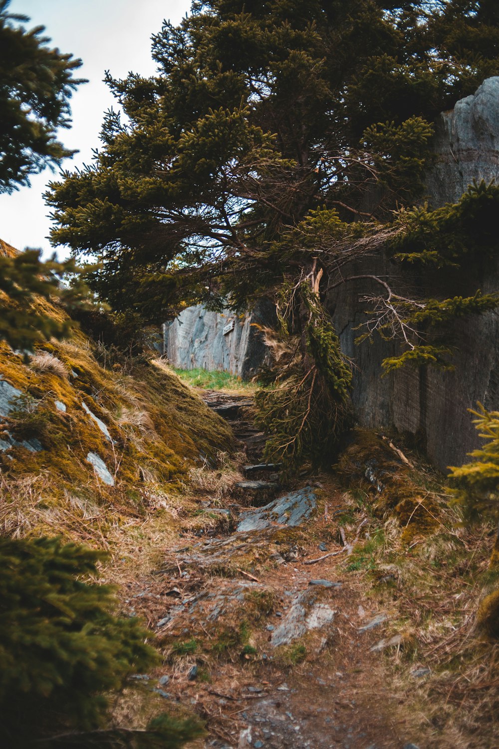 green trees near gray rock mountain during daytime