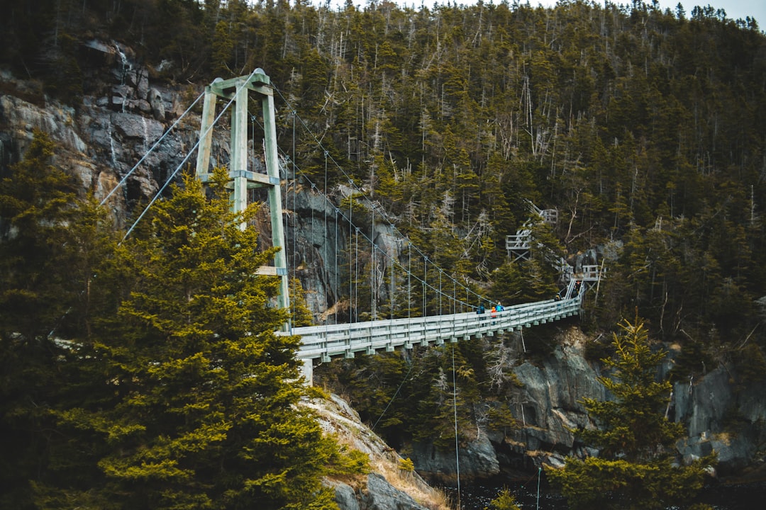 white bridge over river between trees