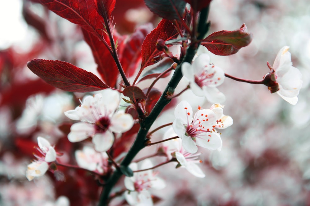 white cherry blossom in close up photography