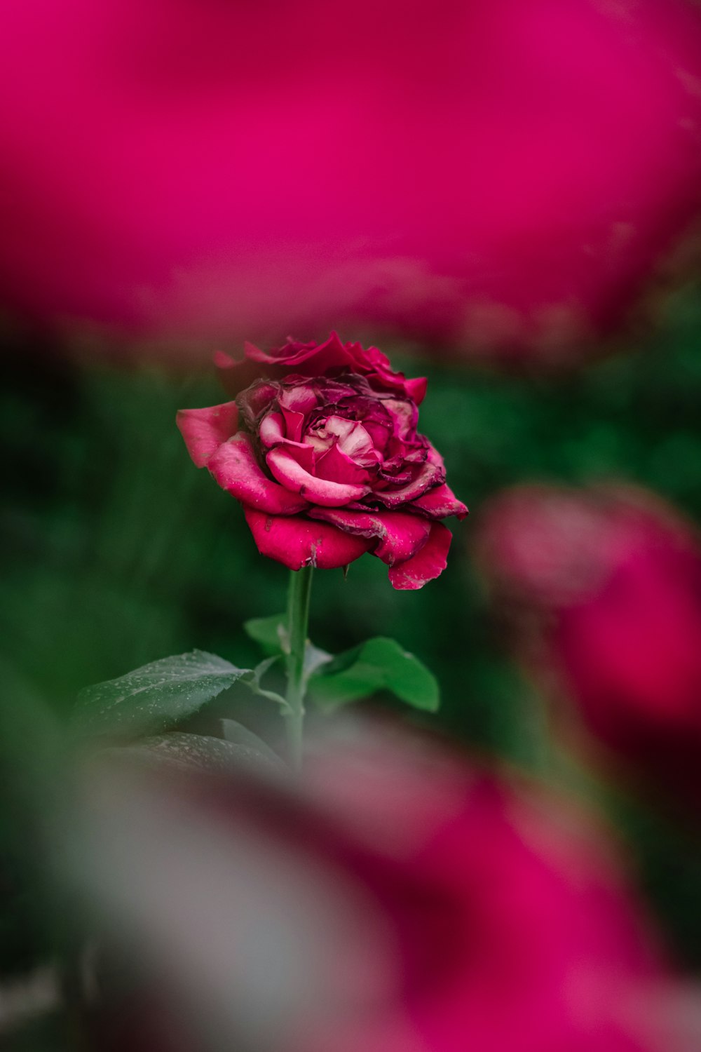 pink rose in bloom during daytime