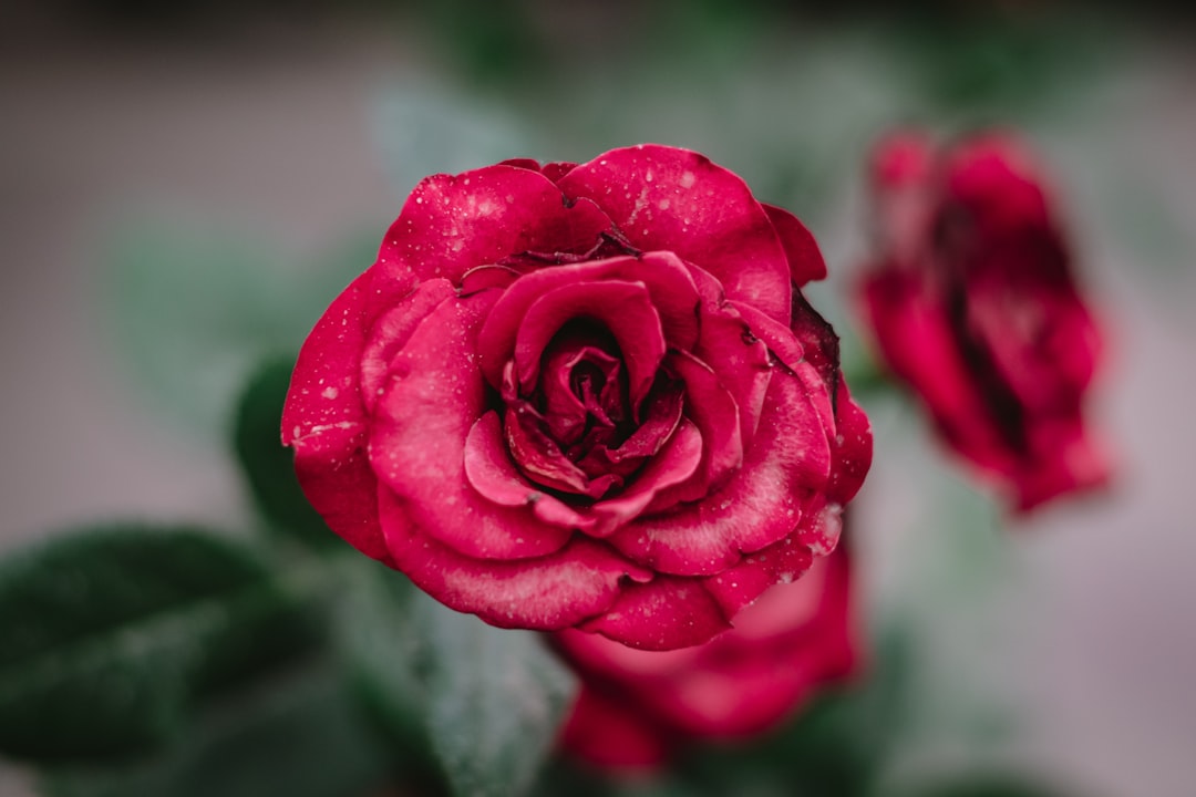 red rose in bloom during daytime