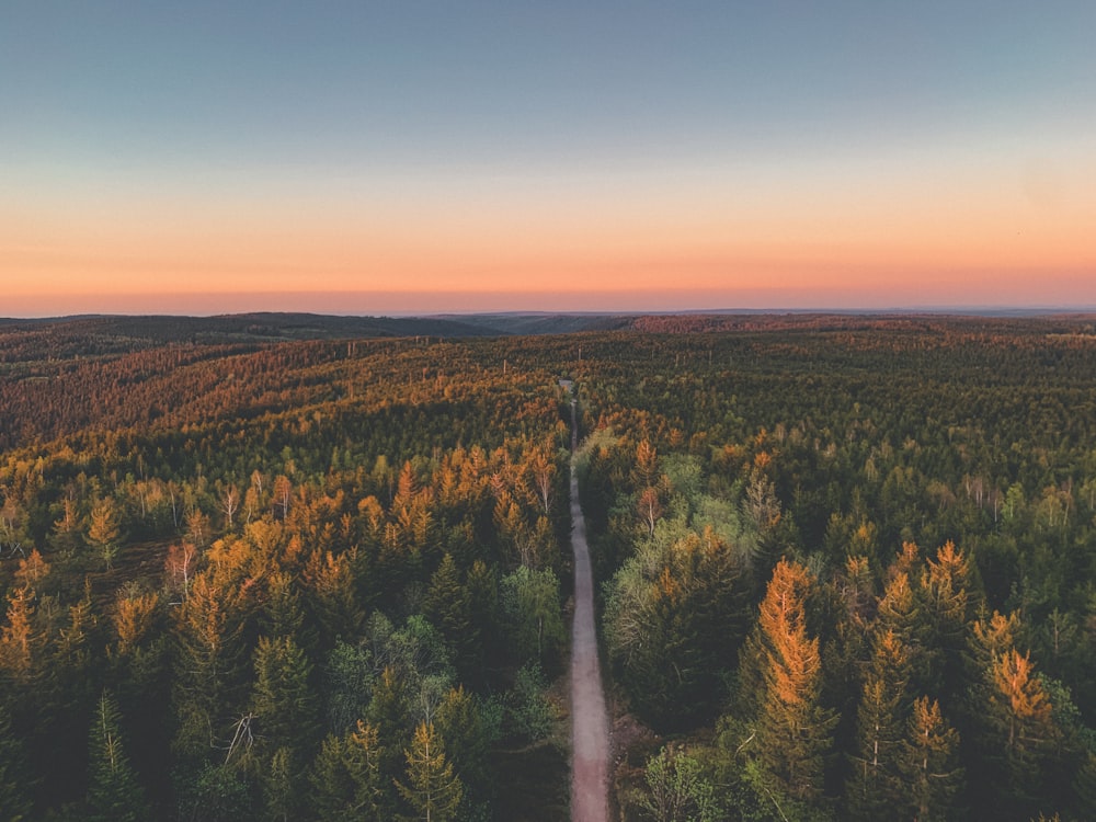 green trees under blue sky during daytime