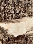 Close-up of hands gently inspecting tree bark, showcasing expert care.