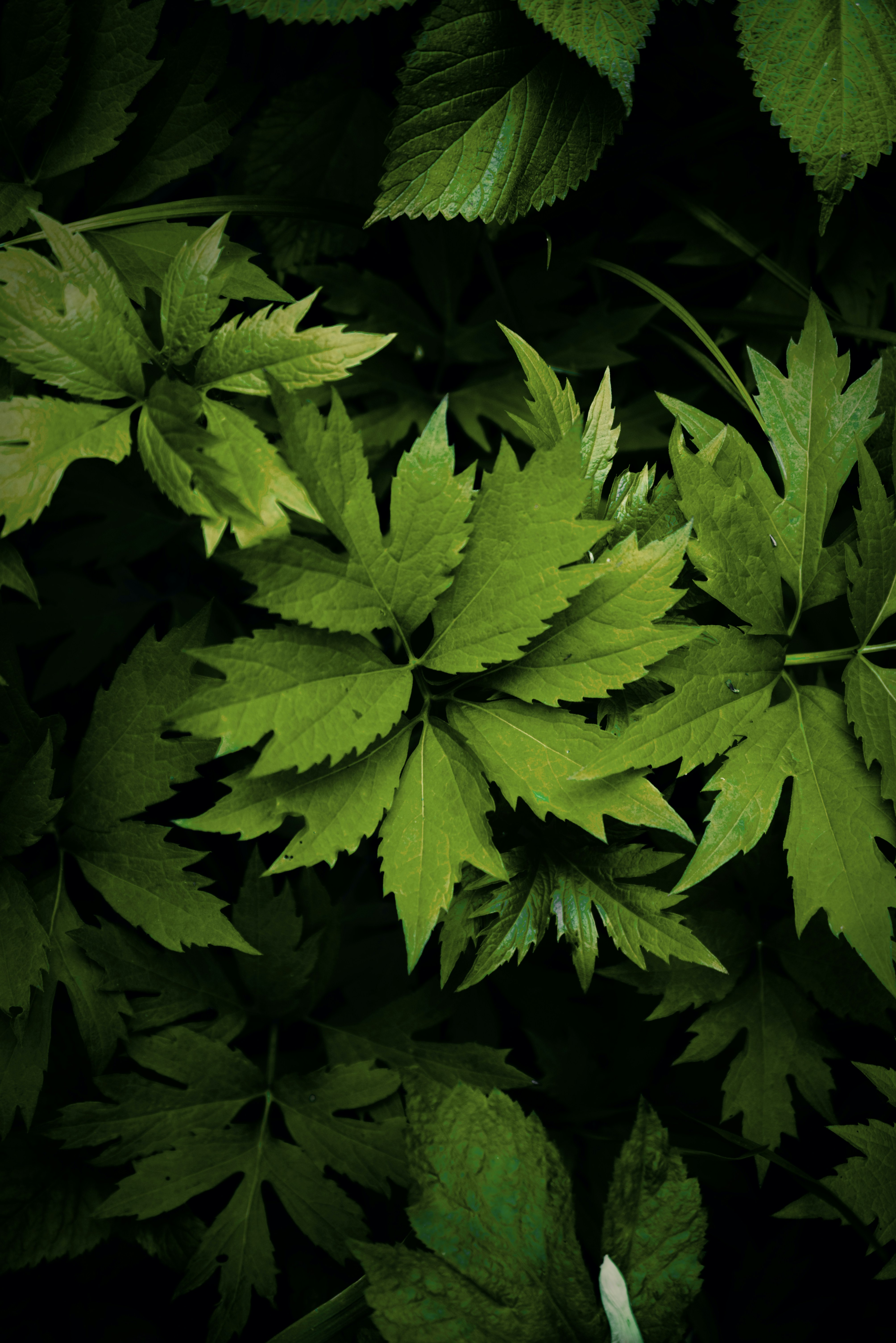 Photo by ldpeterson11