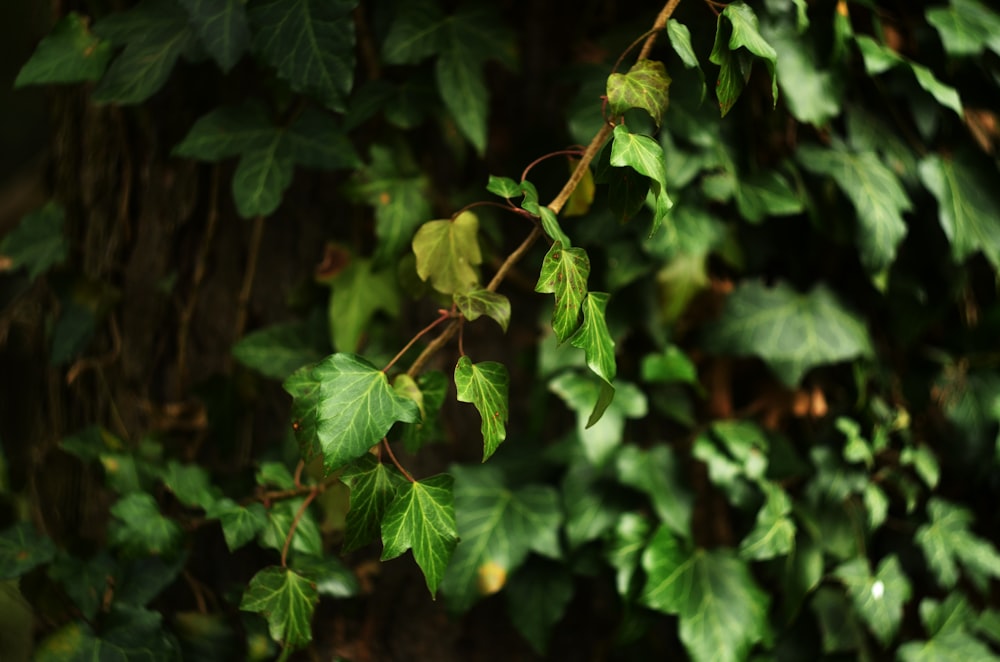 green leaves in tilt shift lens