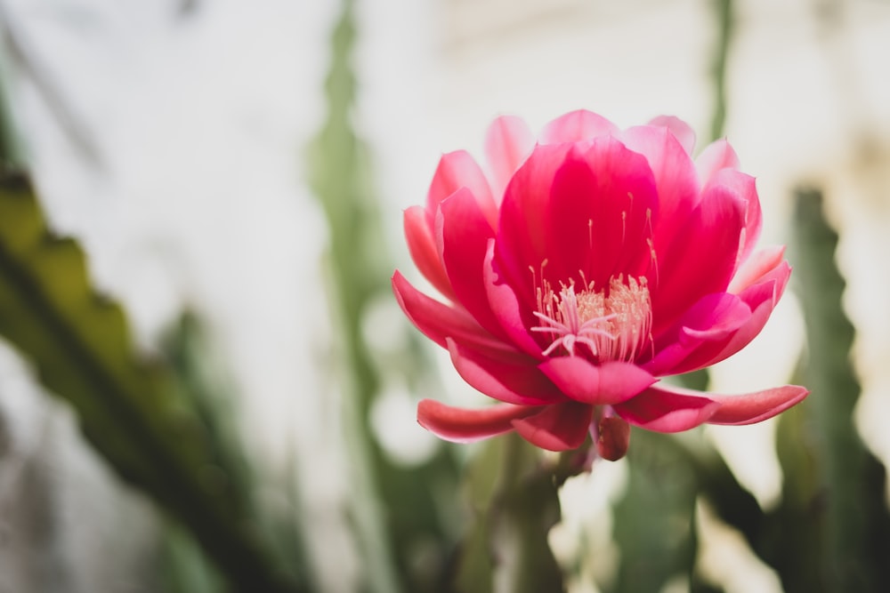 pink flower in tilt shift lens