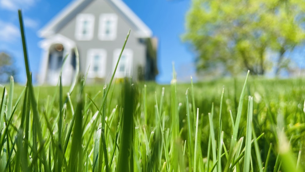 casa branca e azul no campo verde da grama