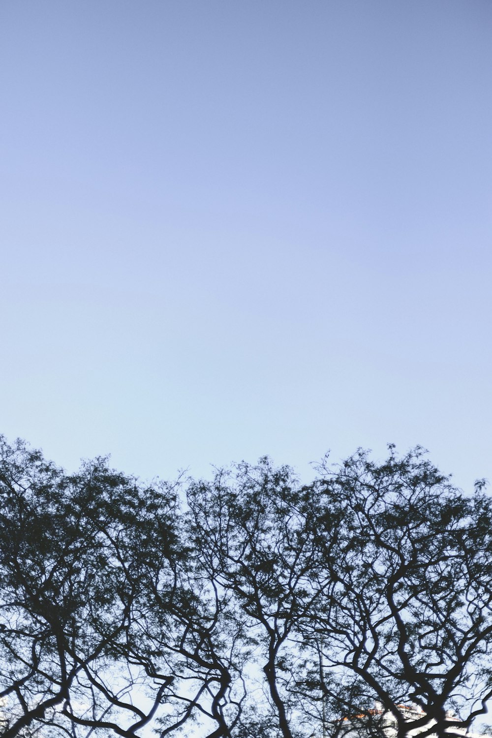 green tree under gray sky