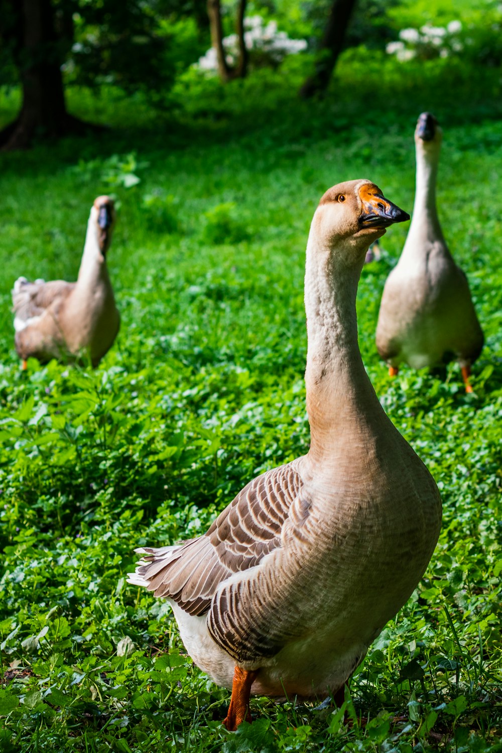 Braune Ente tagsüber auf grünem Gras