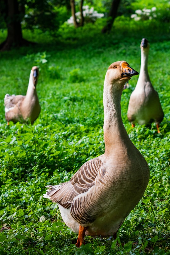 brown duck on green grass during daytime in Pszczyna Poland