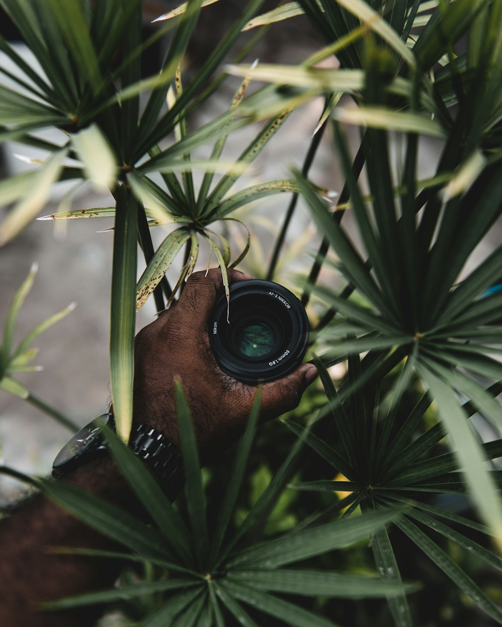 persons eye with camera lens on green leaves