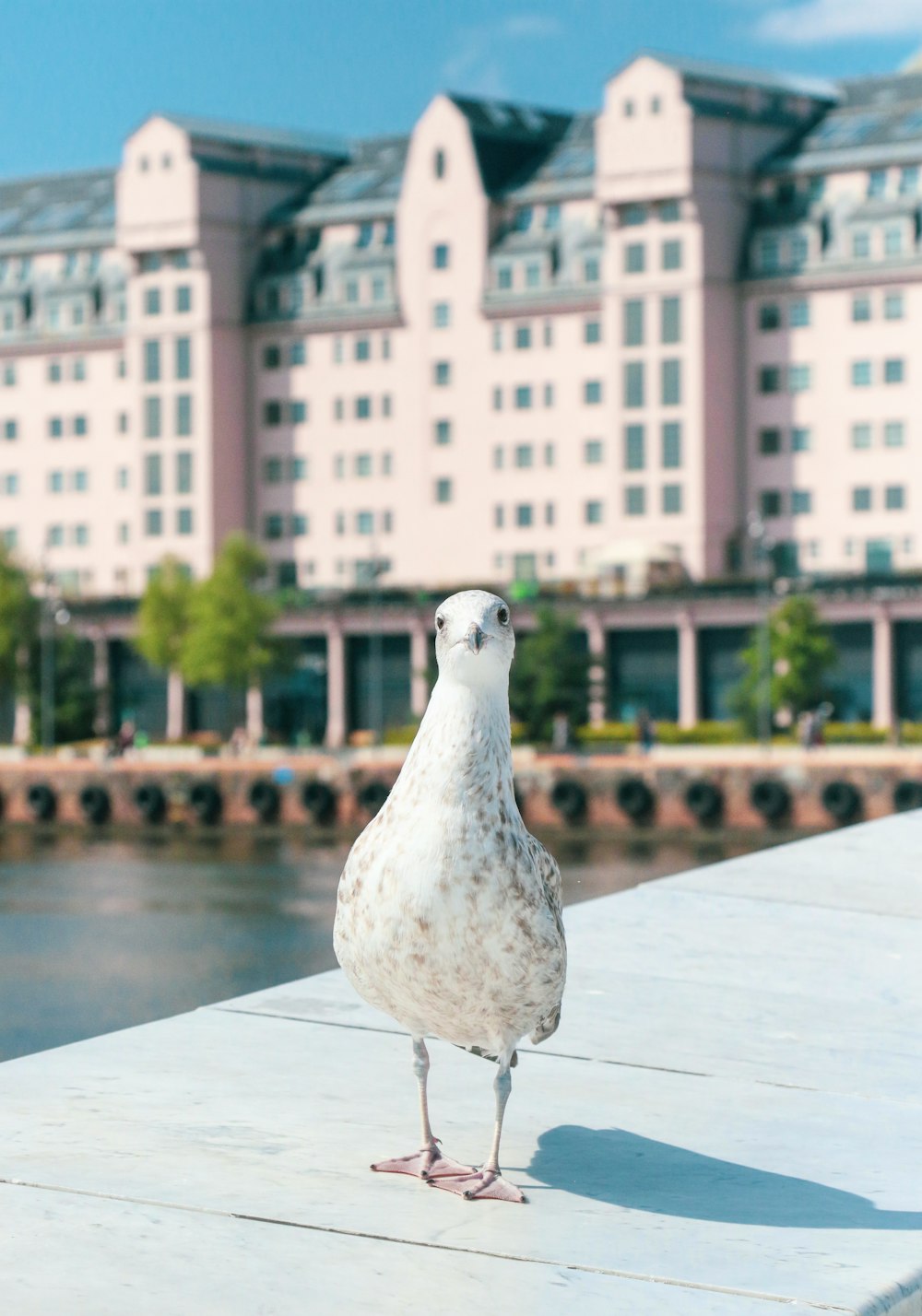 a seagull standing on a ledge in front of a building