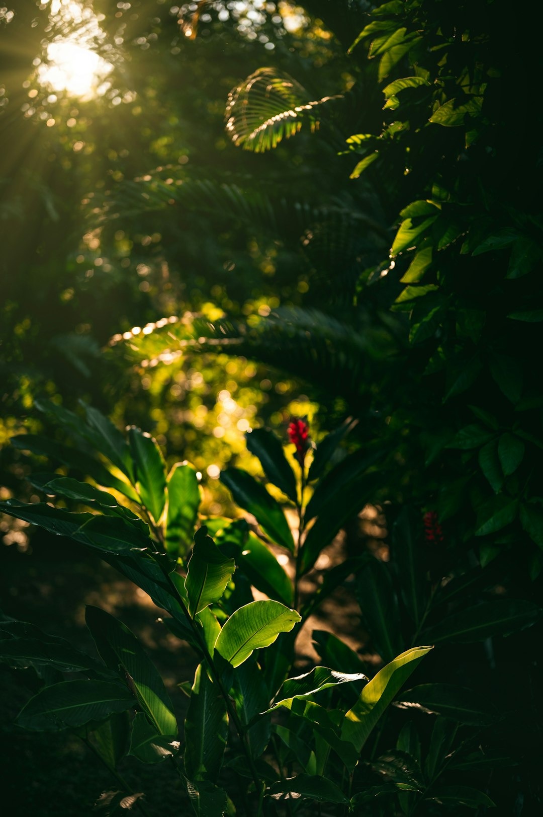 green plant in tilt shift lens