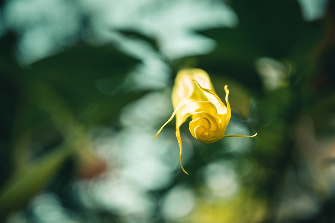 yellow flower in tilt shift lens