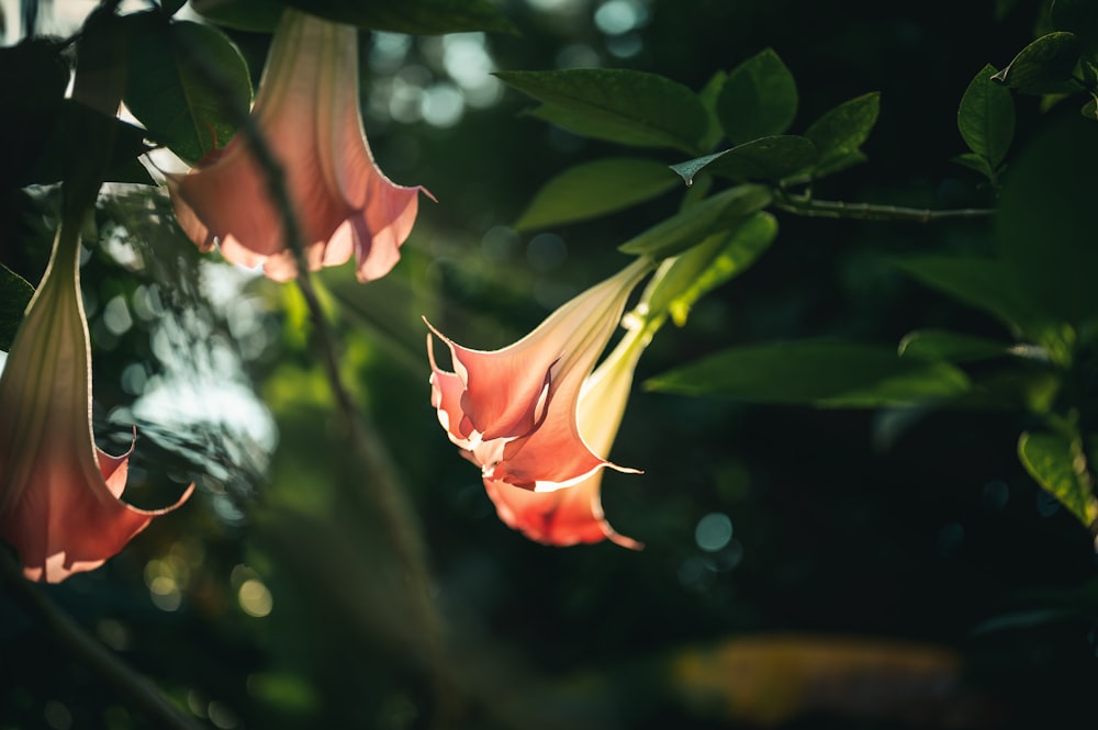 yellow and red flower in tilt shift lens