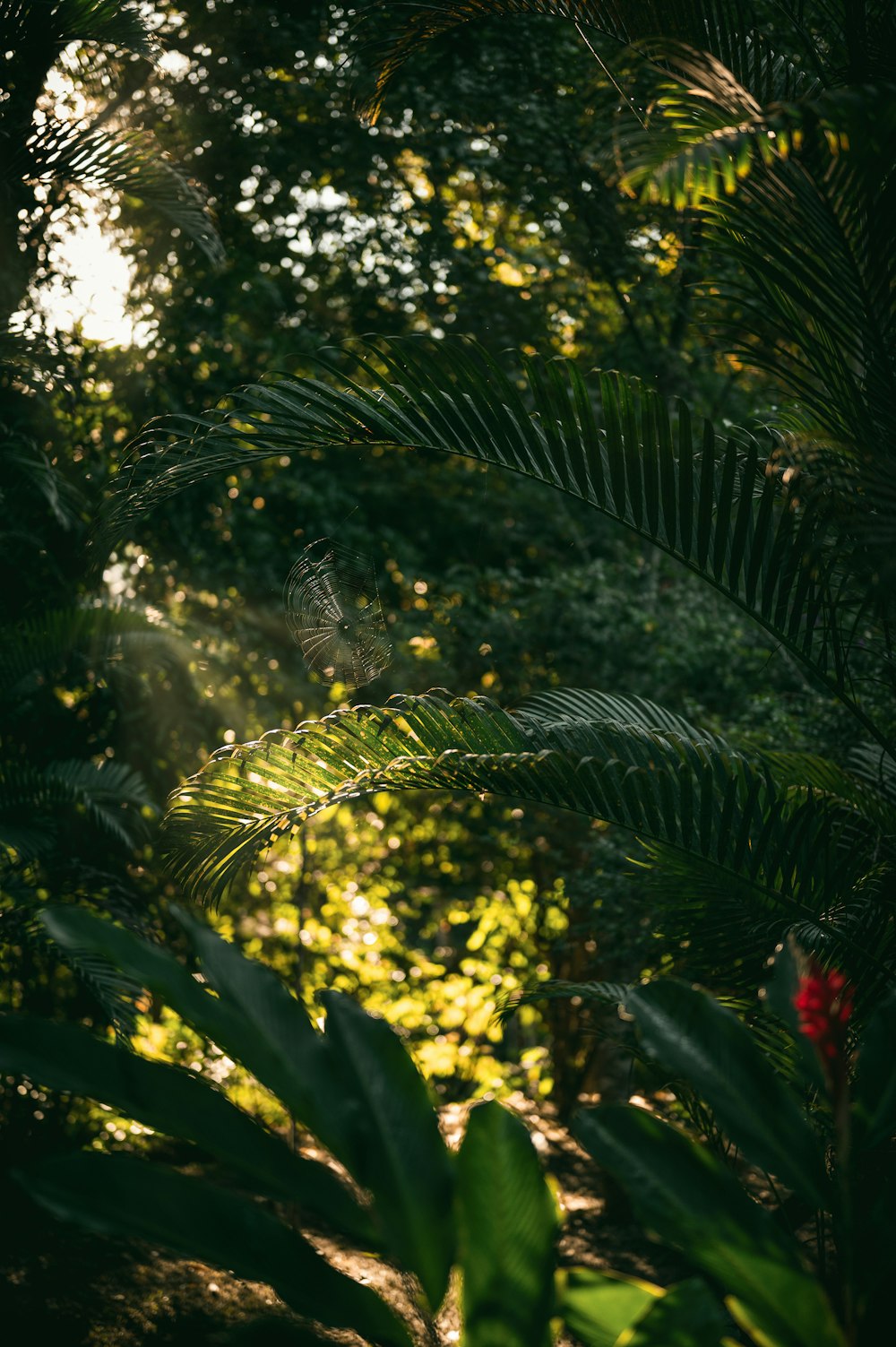 green palm tree during daytime