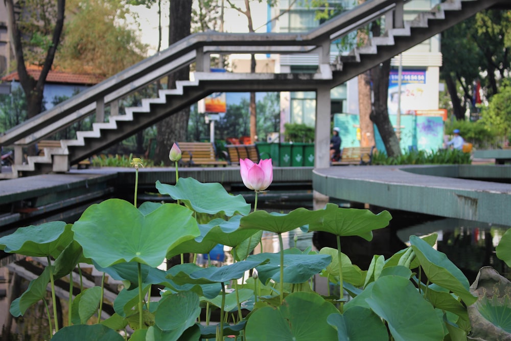 pink flower with green leaves