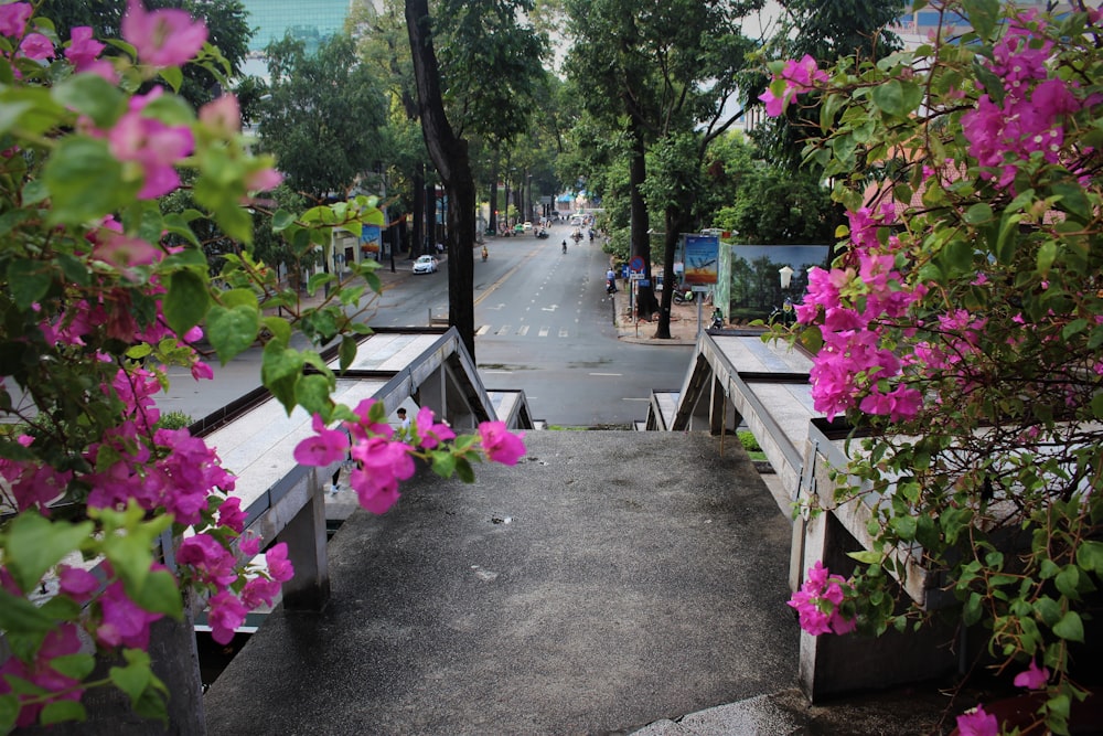 flores rosadas en un camino de hormigón gris