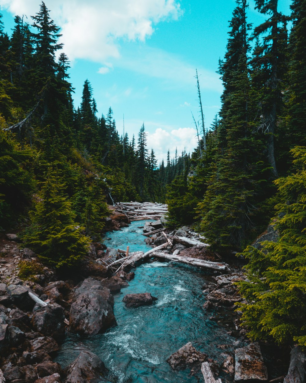 green trees beside river under blue sky during daytime