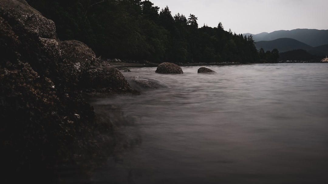 green trees beside body of water during daytime