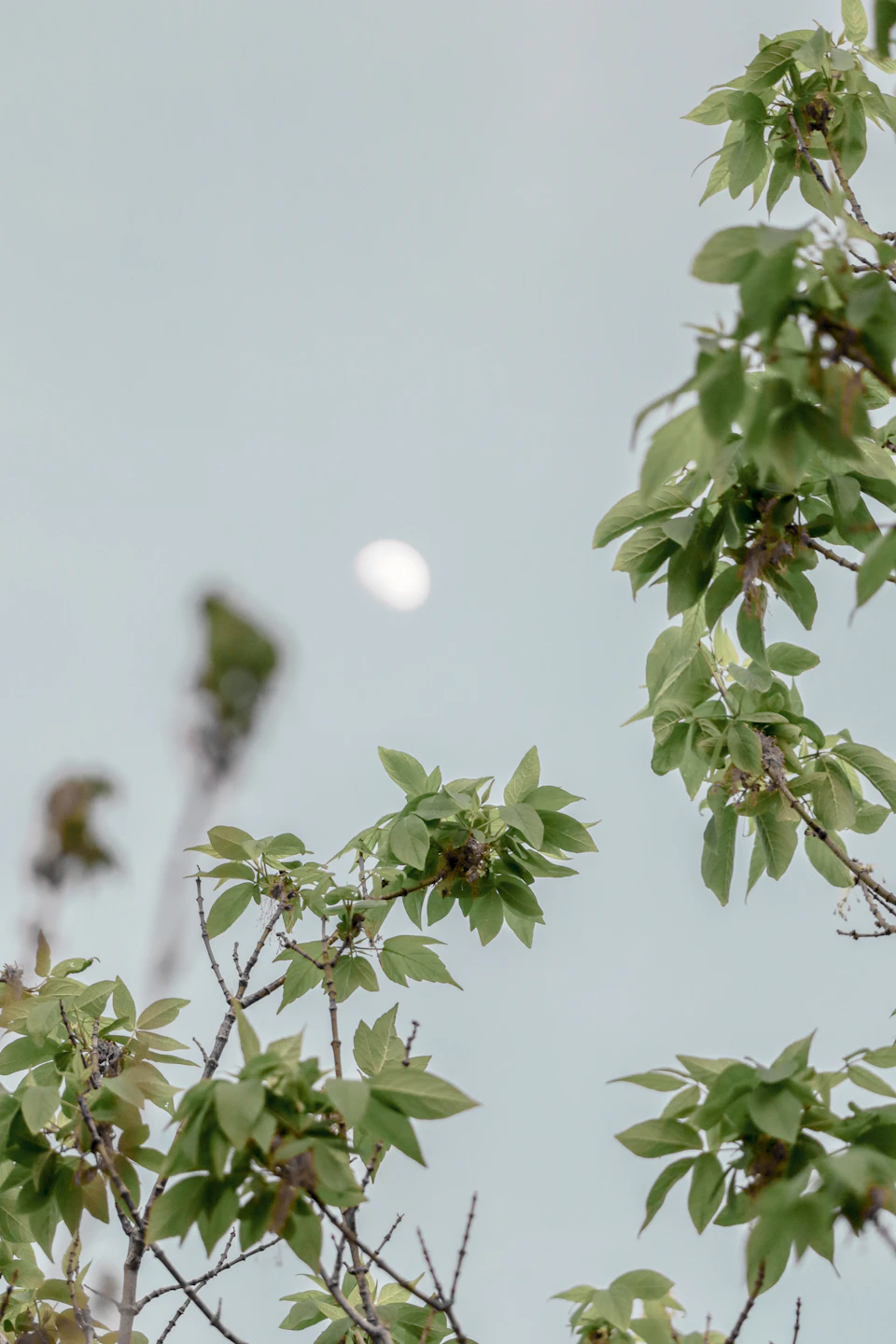 The image depicts a serene scene with a tree branch adorned with green leaves, against a backdrop of a clear blue sky and a full moon. The moon is positioned centrally in the frame, casting a soft glow on the surrounding foliage. The tree's branches extend outwards from the center, creating a sense of depth and perspective within the image.