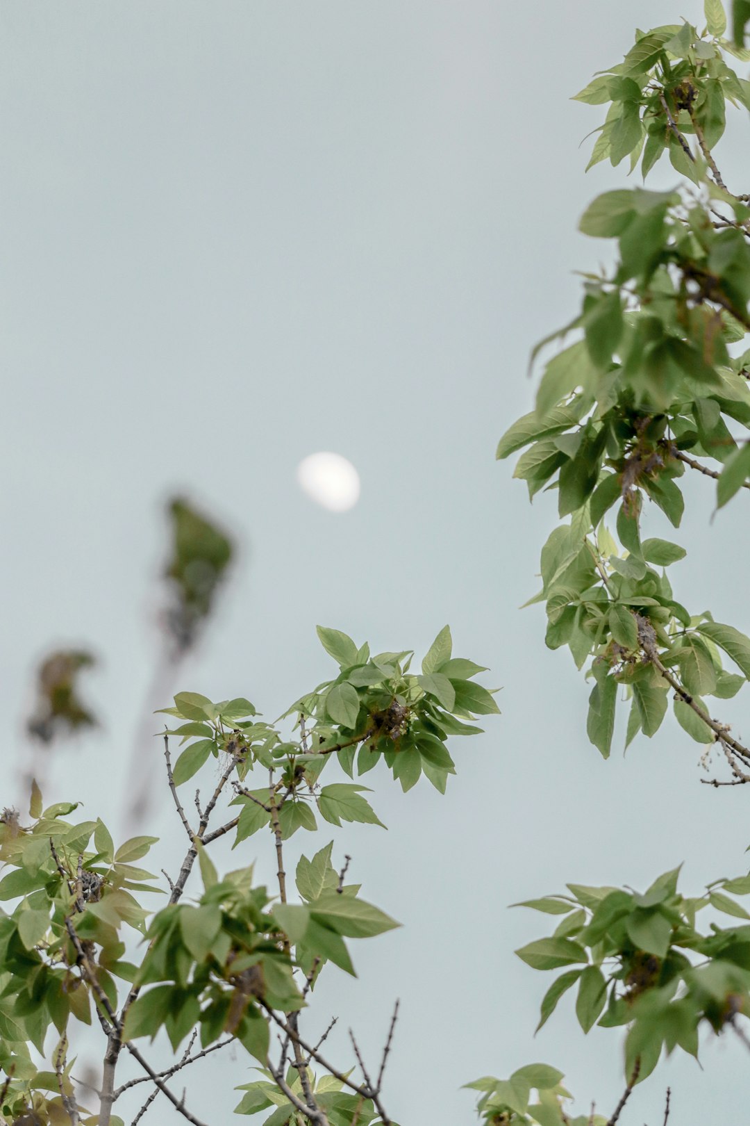 green leaves with white round ball