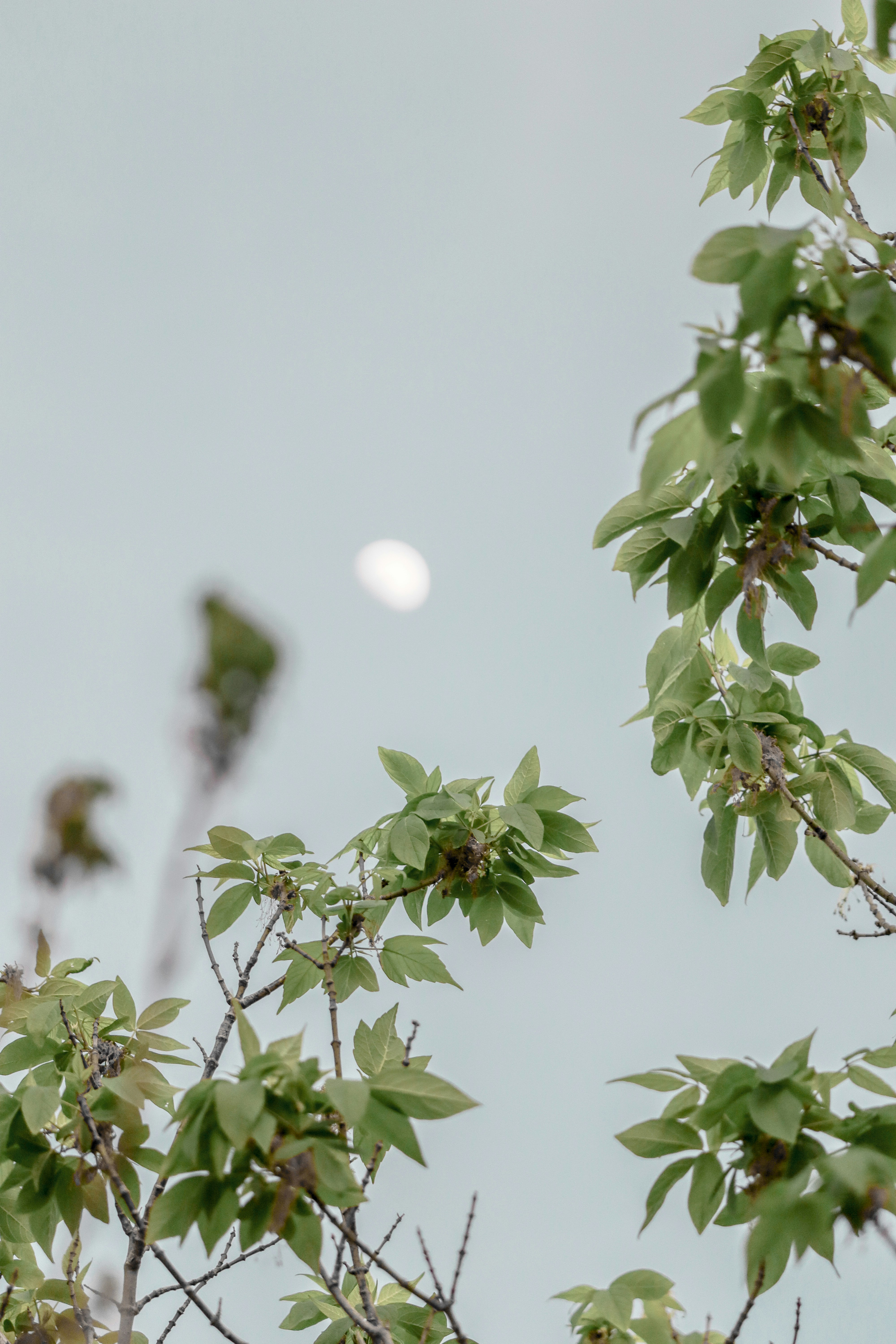 Moon