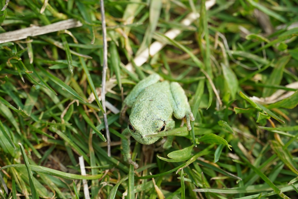 green frog on green grass during daytime