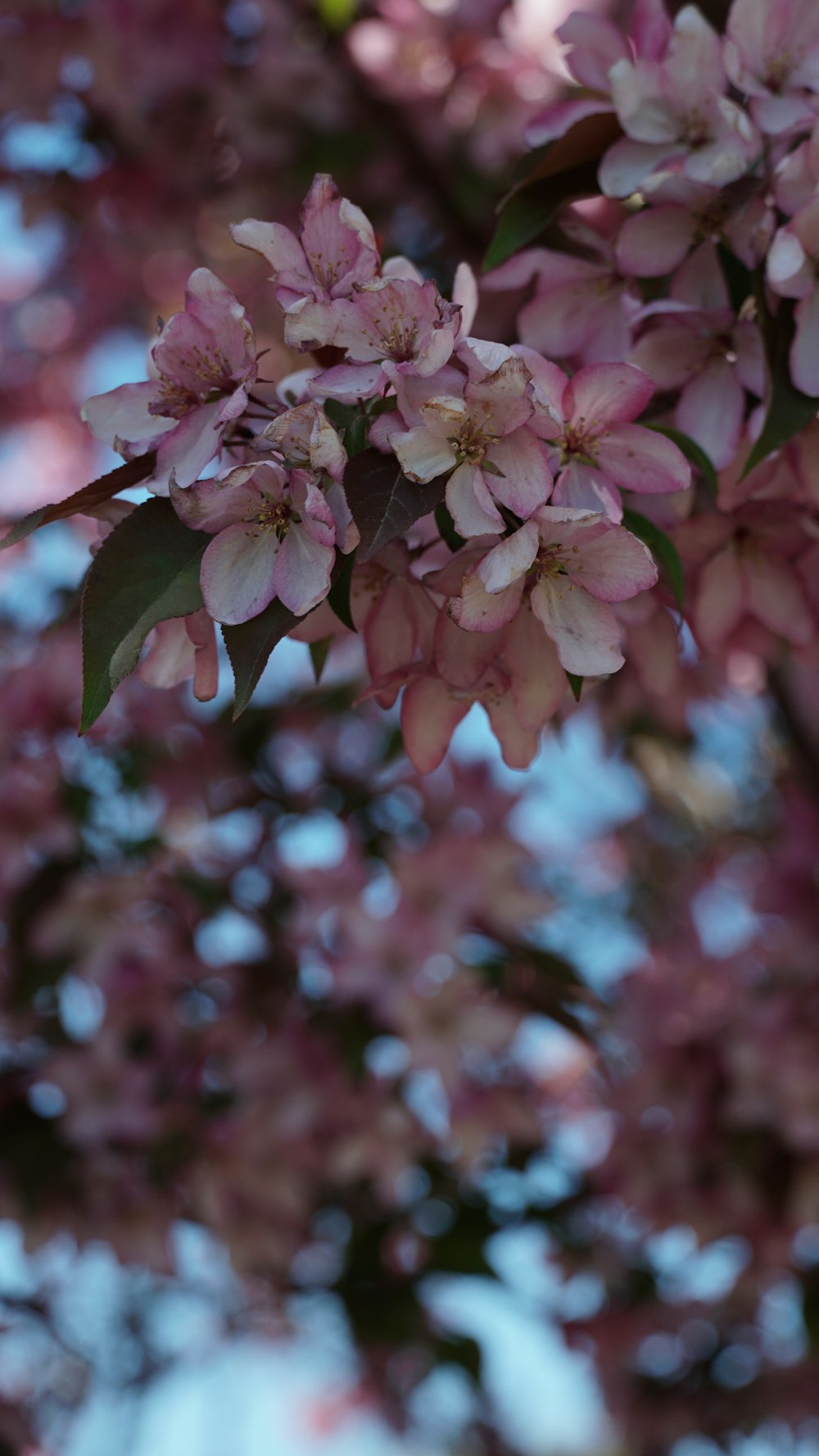 a close up of a tree with pink flowers