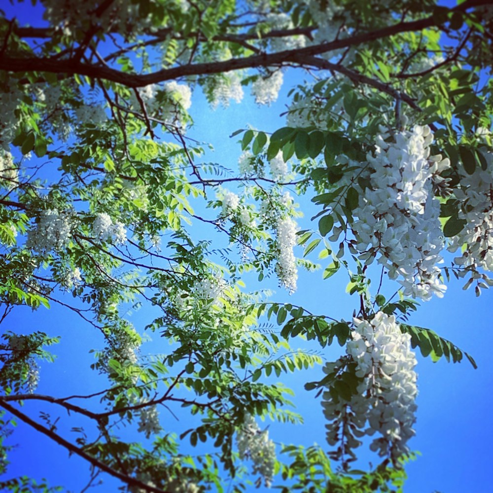 white and green leaf tree