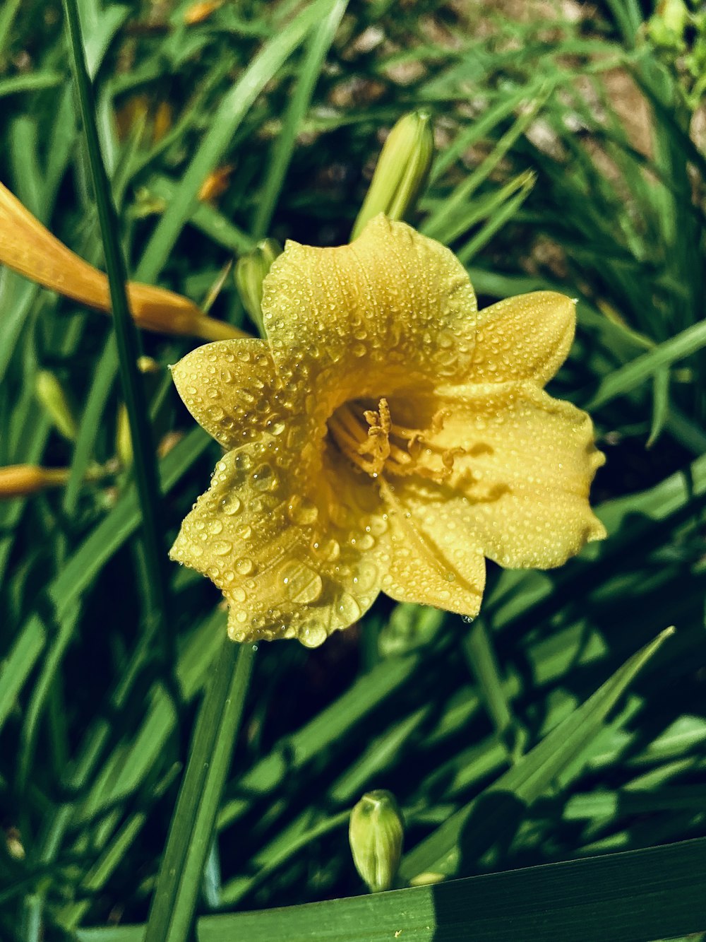 flor amarilla en lente de cambio de inclinación