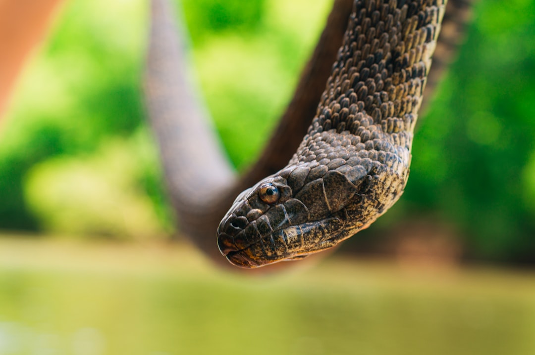 Closeup photo of a large brown water snake.