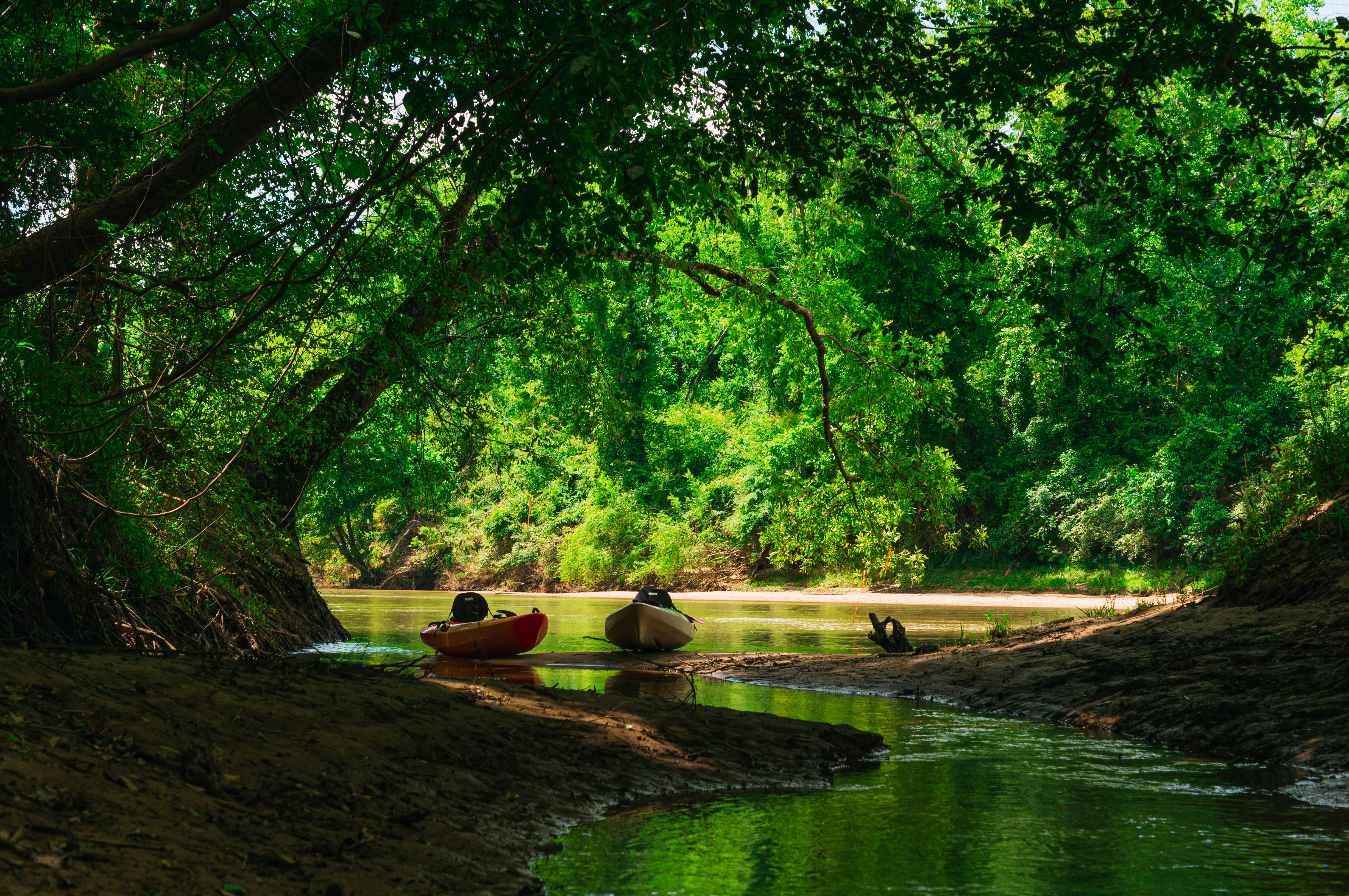 flock of ducks on river during daytime