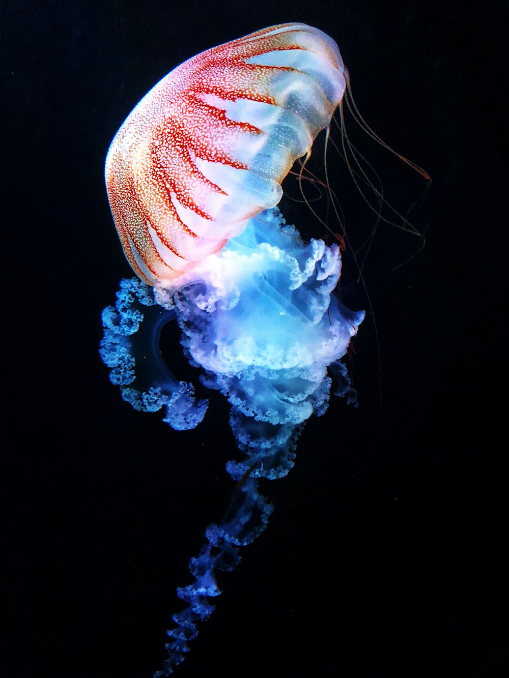 Medusas azules y blancas en el agua