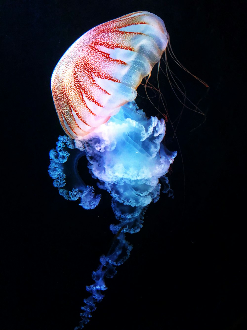 blue and white jellyfish in water