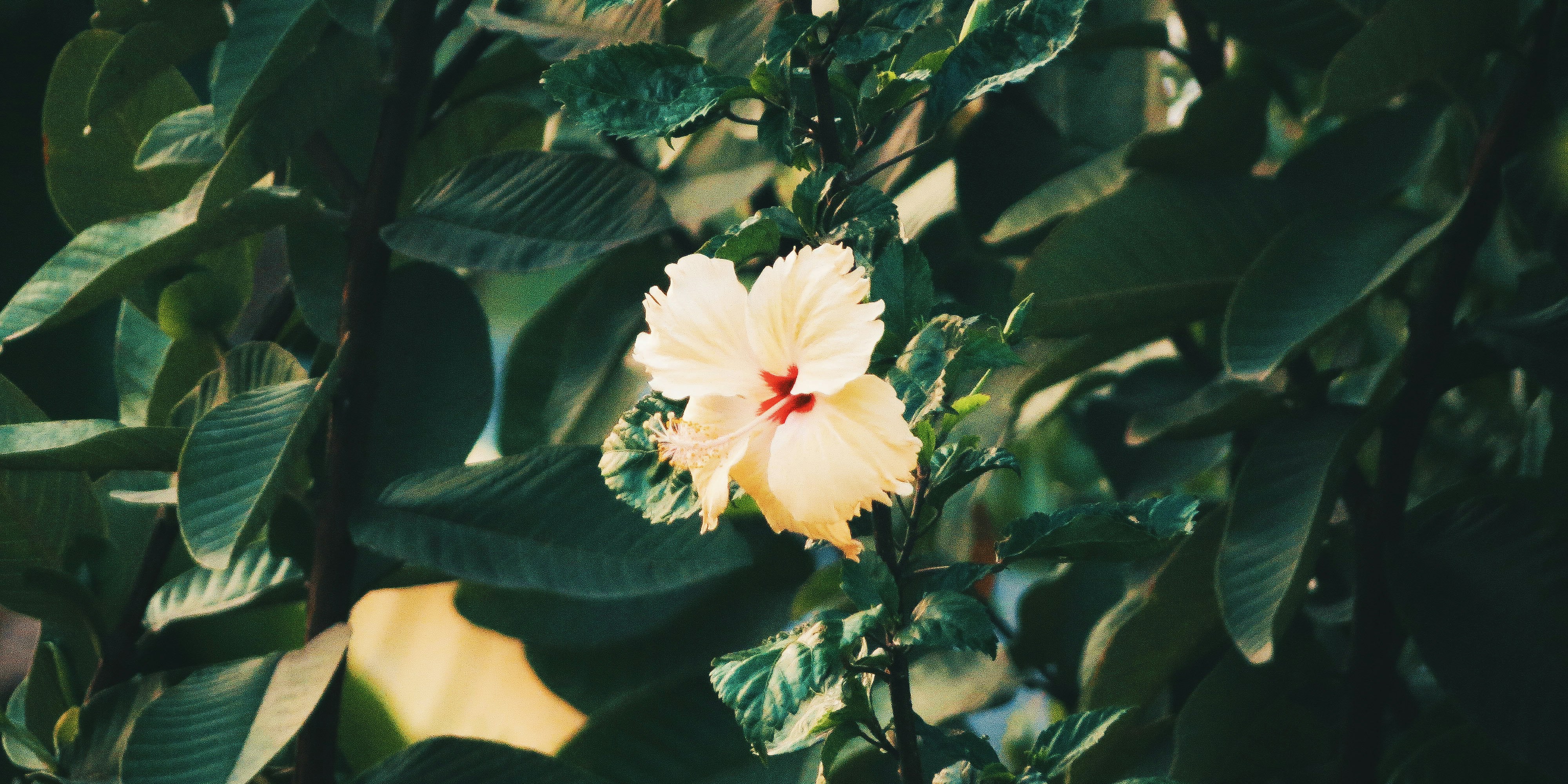 hibiscus