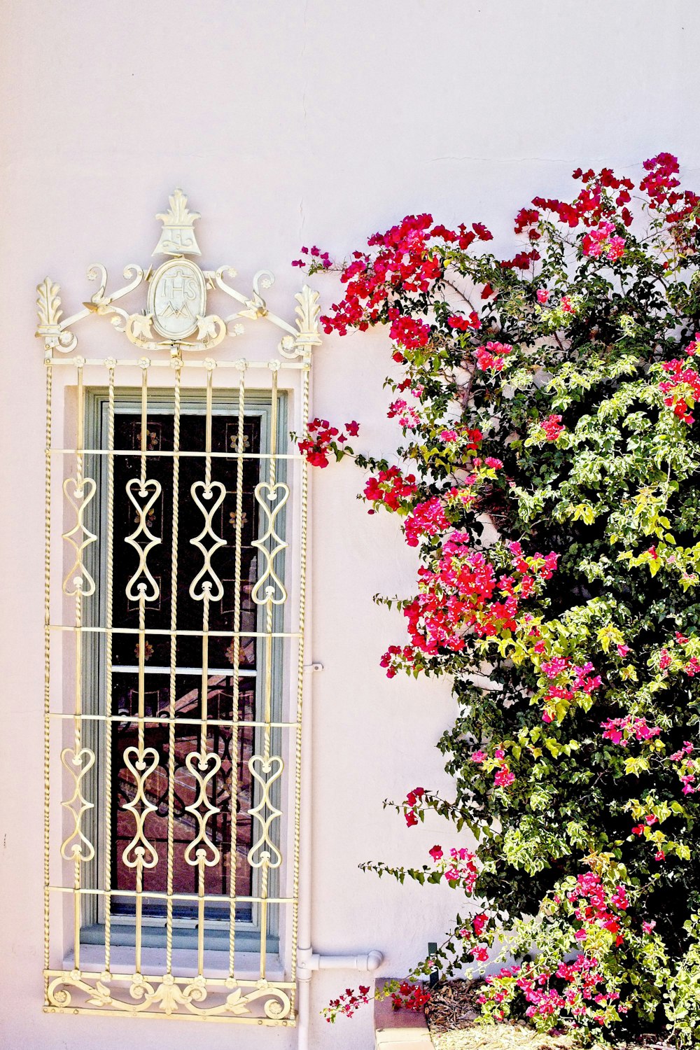 red flowers on white concrete wall