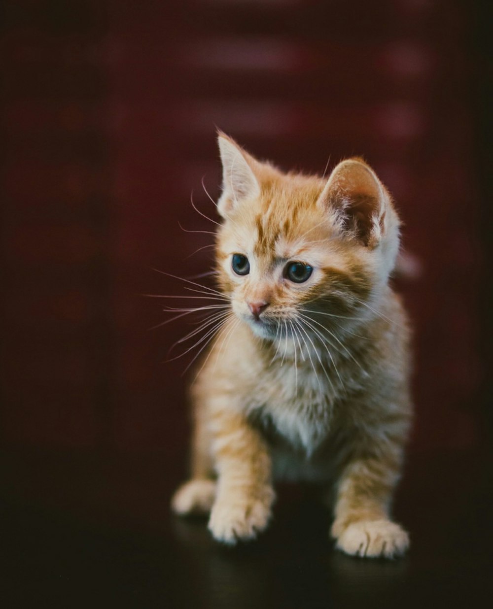 orange tabby cat on black background