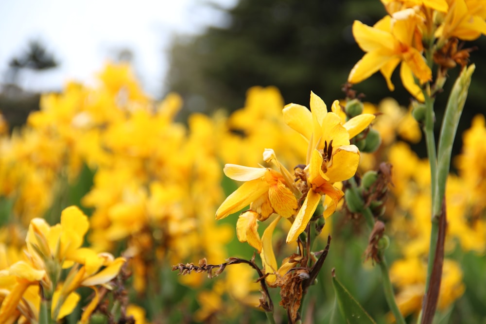 yellow flower in tilt shift lens