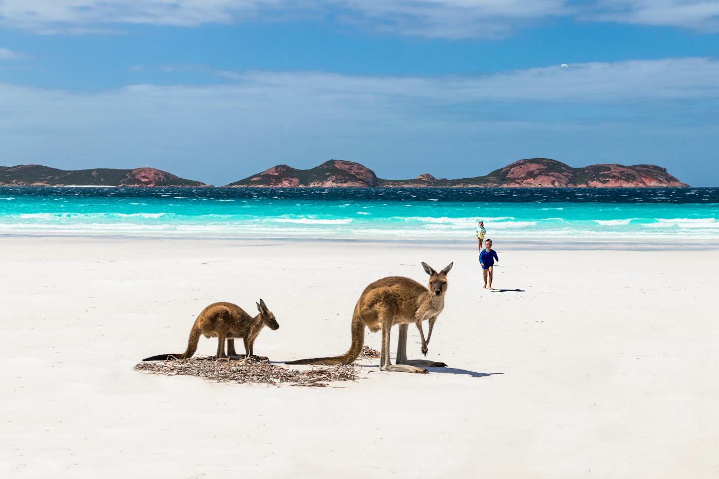 Kangaroo relaxing on the white sand of Lucky Bay, Esperance