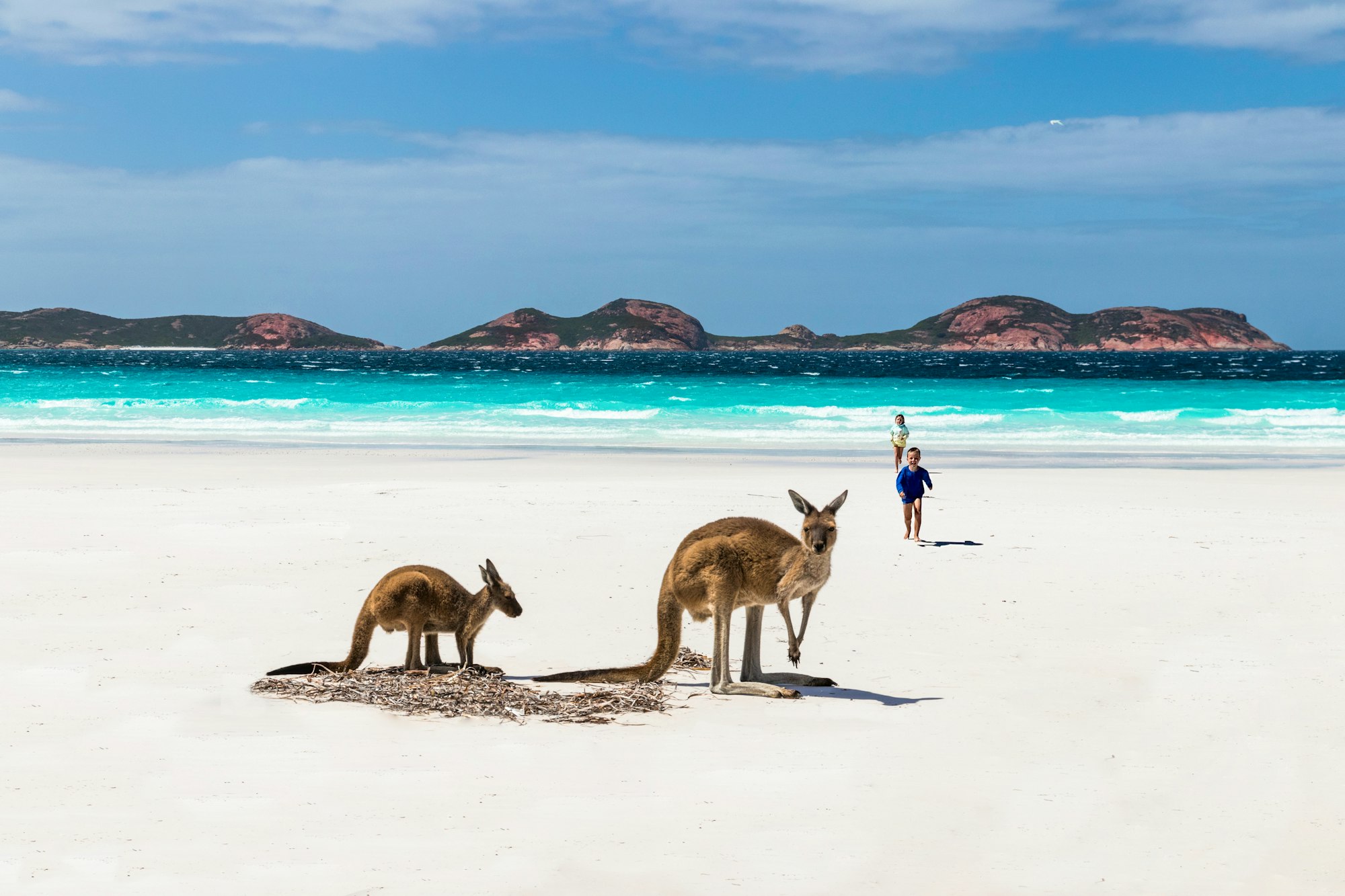 Only in Australia can you play with Kangaroos on the beach. What a wonderful Experience. Follow us on instagram @wanderlustralia