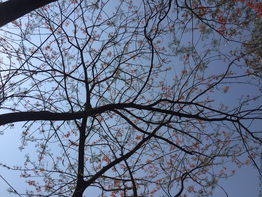 brown bare tree under blue sky during daytime