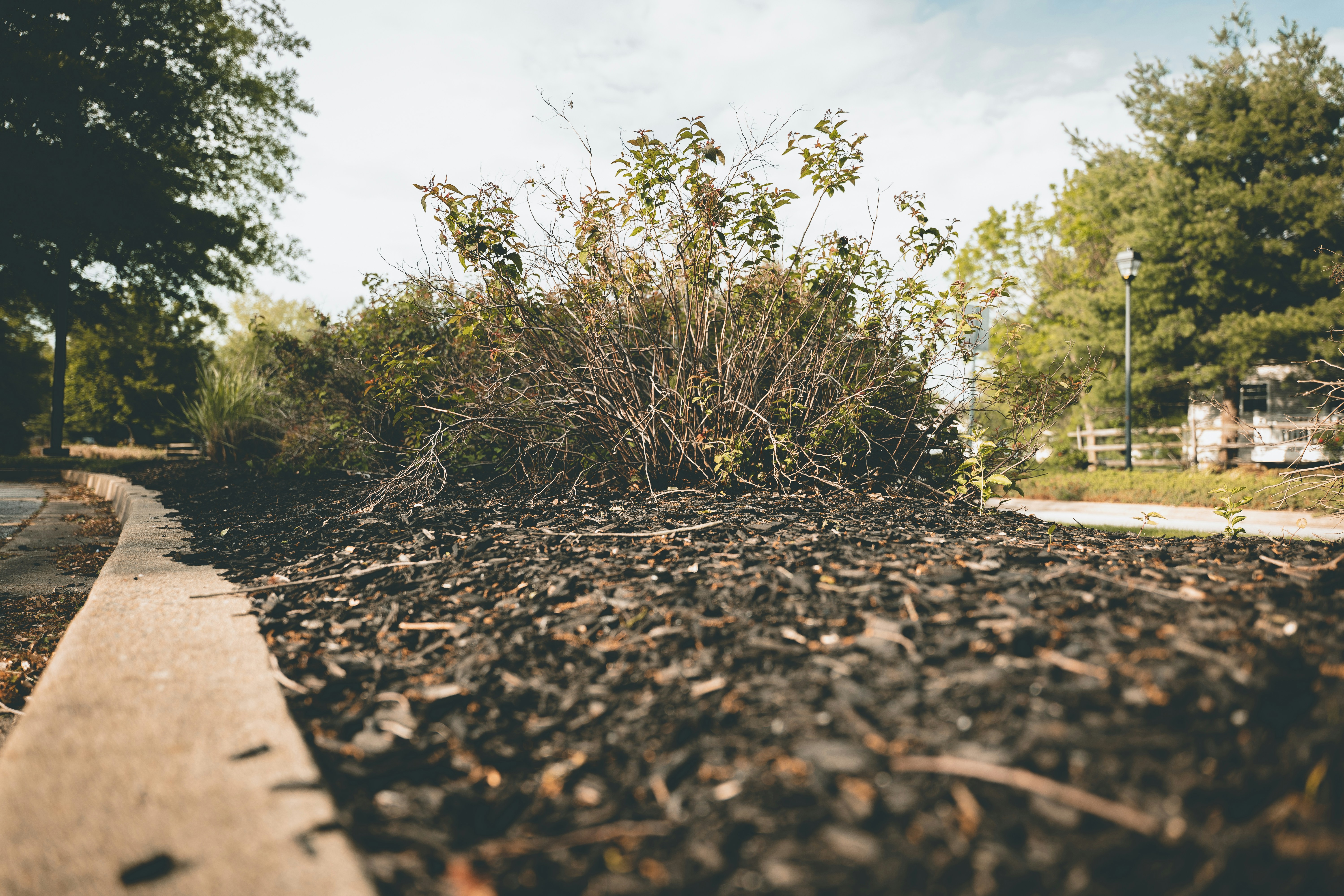 Green shrubs grow in a mulched garden bed near a curb.
