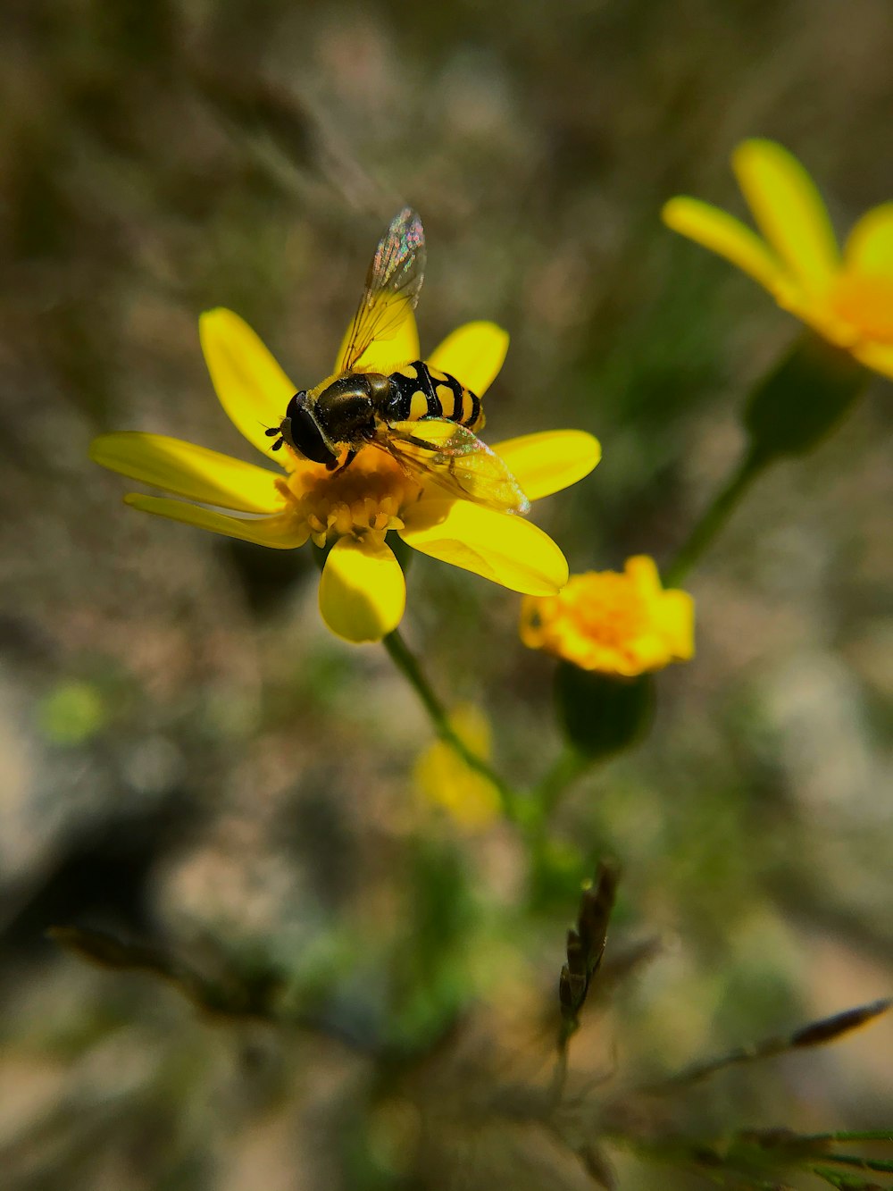 yellow flower with bee in tilt shift lens