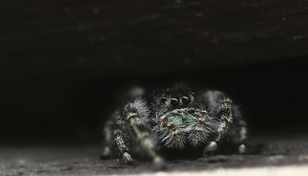 black and green spider in close up photography