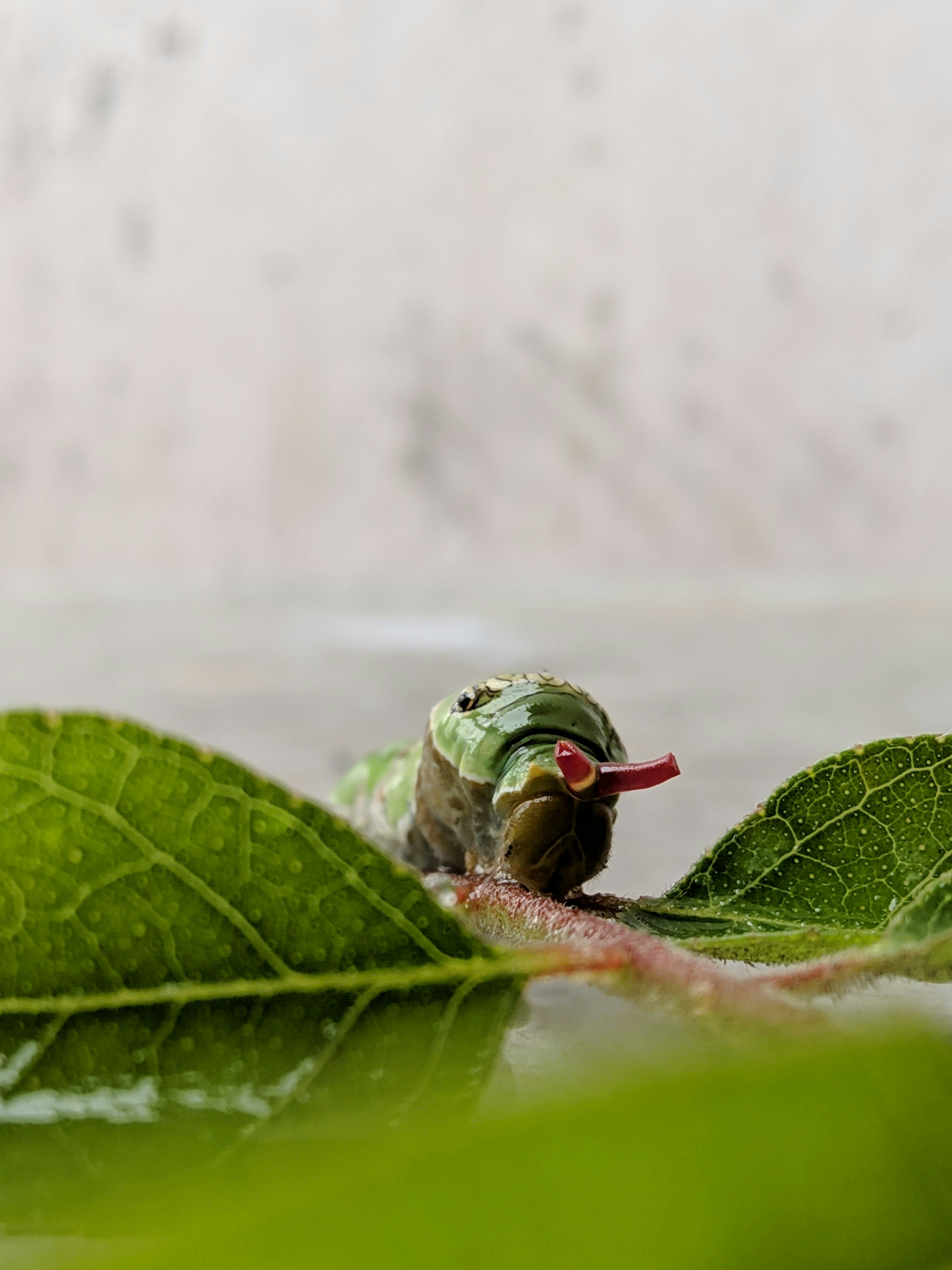 Lime butterfly