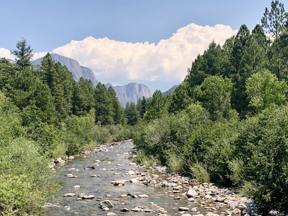 green trees near river under white clouds and blue sky during daytime