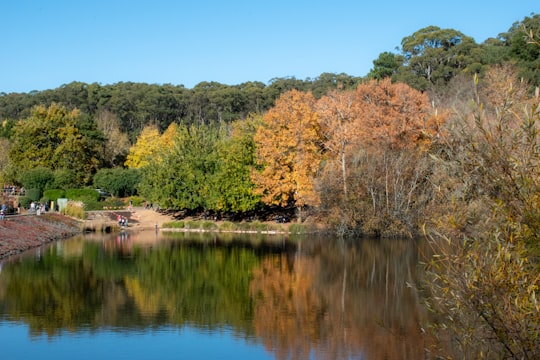 green and brown trees beside river during daytime in Adelaide SA Australia