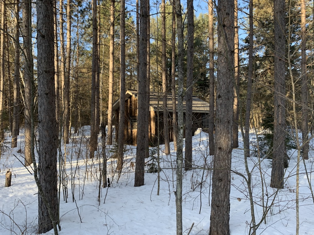 brown trees on snow covered ground during daytime