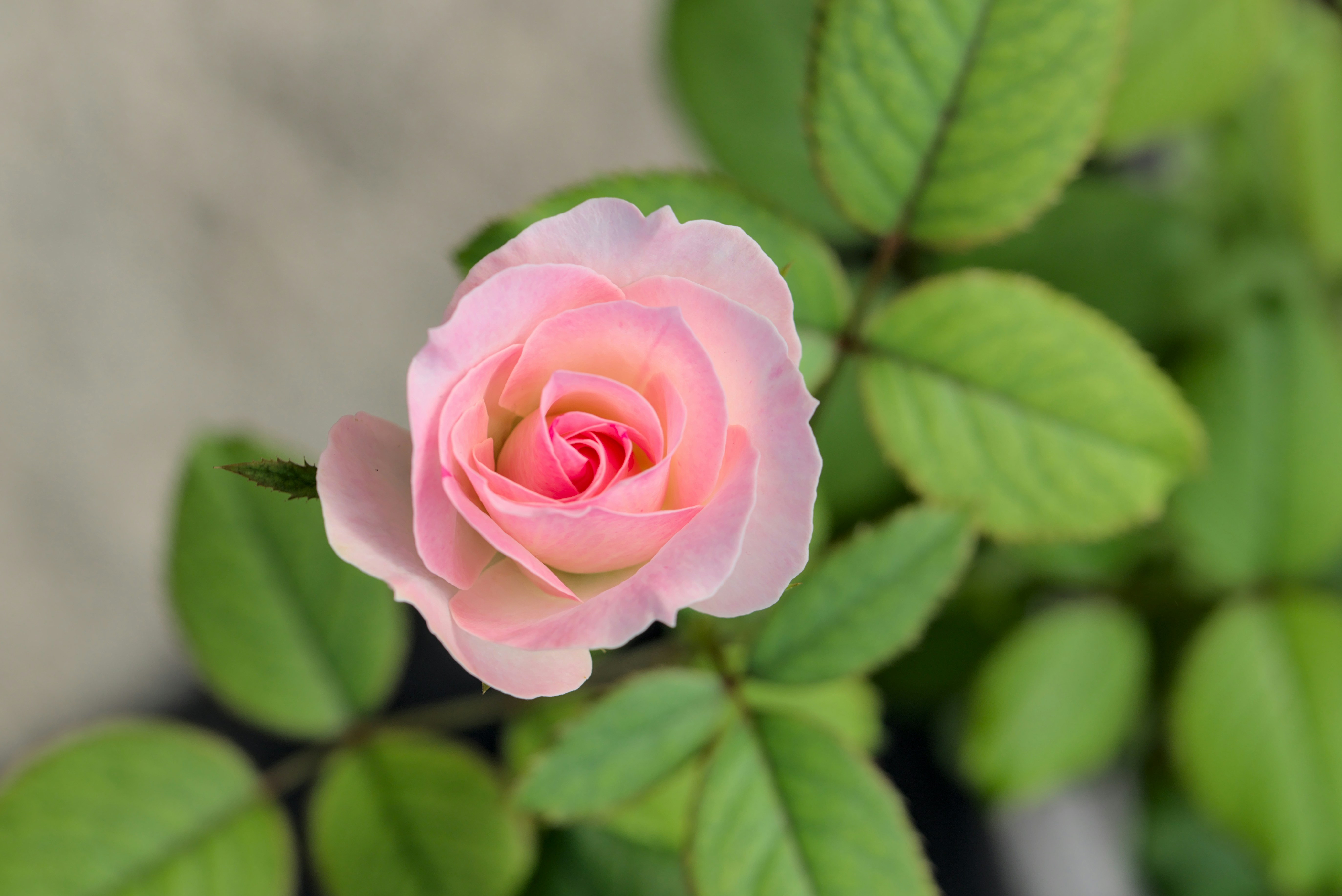 pink rose in bloom during daytime